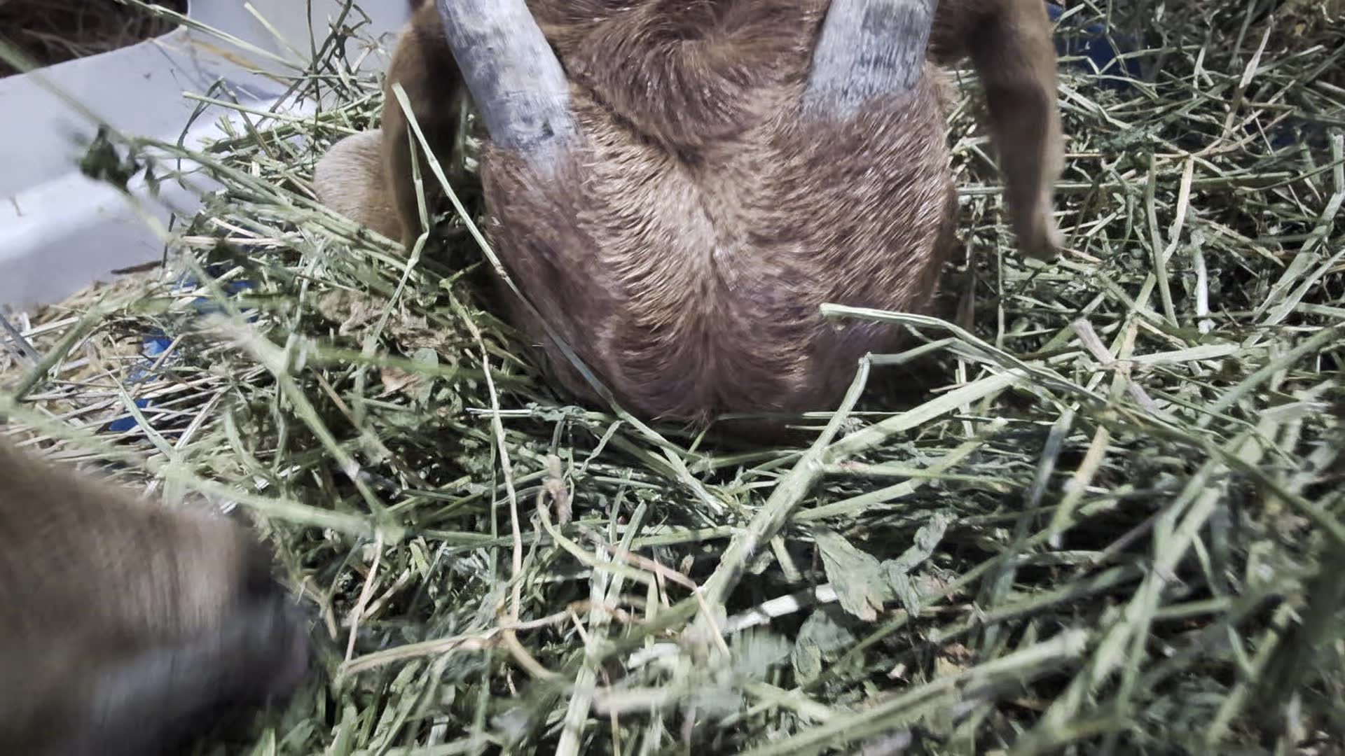 ASMR Goats Chewing Alfalfa for 3 Minutes